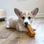 Downtown Pet Supply Himalayan Yak Dog Chew, 100% Natural Dog Chews for Small, Medium, and Large Dogs: Mixed Packs, Variety of Sizes Downtown Pet Supply Himalayan Yak Dog Chew, 100% Natural Dog Chews for Small, Medium, and Large Dogs: Mixed Packs, Variety of Sizes