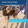 PetSafe Nylon Dog Leash, Strong, Durable, Traditional Style Leash with Easy to Use Bolt Snap - Available in Multiple Widths and Colors
