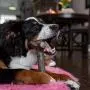 Pet Qwerks BarkBone Stick - For Aggressive Chewers Pet Qwerks BarkBone Stick - For Aggressive Chewers