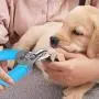 Tasera Pet Dog and Cat Nail Clippers, Double-Edged Nail Clippers with Pet Safety Guard & Lock, Professional Pet Grooming Stores and Home Cleaning Care Tool for Small & Large Breed Dogs and Cats