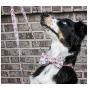 Unique Style Paws Dog Collar Bow tie Collar Adjustable Collars for Dogs and Cats Small Medium Large
