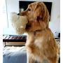 SmartPetLove Snuggle Puppy Behavioral Aid Toy