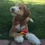 JW Pet Company Dogs iN Action Dog Toy, Small (Colors Vary)