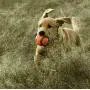 Chuckit! Dog Ball