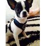 BINGPET Soft Mesh Dog Harness Pet Walking Vest Puppy Padded Harnesses Adjustable