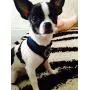 BINGPET Soft Mesh Dog Harness Pet Walking Vest Puppy Padded Harnesses Adjustable BINGPET Soft Mesh Dog Harness Pet Walking Vest Puppy Padded Harnesses Adjustable