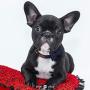 Lionet Paws Dog and Cat Collar with Bowtie,Soft and Comfortable,Adjustable Collar