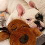 SmartPetLove Snuggle Puppy Behavioral Aid Toy