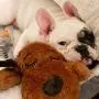 SmartPetLove Snuggle Puppy Behavioral Aid Toy