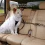 Kurgo Direct to Seatbelt Tether for Dogs | Car Seat Belt for Pets | Adjustable Dog Safety Belt Leash | Quick & Easy Installation | Works with Any Pet Harness | Carabiner | Swivel | Bungee | Zipline Kurgo Direct to Seatbelt Tether for Dogs | Car Seat Belt for Pets | Adjustable Dog Safety Belt Leash | Quick & Easy Installation | Works with Any Pet Harness | Carabiner | Swivel | Bungee | Zipline