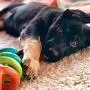 JW Pet Company Dogs iN Action Dog Toy, Small (Colors Vary)