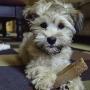 Himalayan Dog Chews 100% Natural, Small, 3.3 Oz., 3 Piece Himalayan Dog Chews 100% Natural, Small, 3.3 Oz., 3 Piece