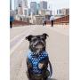 Lucy & Co. Reversible Dog Harness Walking Halter - Harnesses for Small Medium Large XL Dogs - Padded Adjustable - for German Shepherd, Pug, French Bulldog, English Bulldog