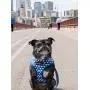 Lucy & Co. Reversible Dog Harness Walking Halter - Harnesses for Small Medium Large XL Dogs - Padded Adjustable - for German Shepherd, Pug, French Bulldog, English Bulldog