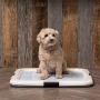IRIS USA Small Puppy and Dog Training Pet Pad Holder