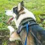 Hi Kiss Dog/Puppy Obedience Recall Training Agility Lead - 15ft 20ft 30ft 50ft 100ft Training Leash - Great for Training, Play, Camping, or Backyard Hi Kiss Dog/Puppy Obedience Recall Training Agility Lead - 15ft 20ft 30ft 50ft 100ft Training Leash - Great for Training, Play, Camping, or Backyard