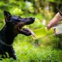 Dog Water Bottle for Walking, Portable Water Bottle with Bowl Dispenser Travel Drinking Feeder for Dog & Cat