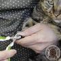 Pet Nail Clippers for Small Animals - Best Cat Nail Clippers & Claw Trimmer for Home Grooming Kit - Professional Grooming Tool for Tiny Dog Cat Bunny Rabbit Bird Puppy Kitten Ferret - Ebook Guide