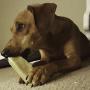 Himalayan Dog Chews 100% Natural, Small, 3.3 Oz., 3 Piece Himalayan Dog Chews 100% Natural, Small, 3.3 Oz., 3 Piece