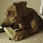 Himalayan Dog Chews 100% Natural, Small, 3.3 Oz., 3 Piece