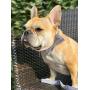 Lionet Paws Dog Collar with Bowtie, Durable Adjustable and Comfortable Cotton Collar for Dogs and Cats