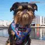 Lucy & Co. Reversible Dog Harness Walking Halter - Harnesses for Small Medium Large XL Dogs - Padded Adjustable - for German Shepherd, Pug, French Bulldog, English Bulldog