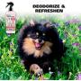 Wahl Cornflower Aloe Pet Deodorant for Dogs & Puppies – Clean Fresh Smell for Refreshing & Deodorizing – 8 Oz