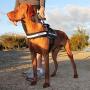 EzyDog Convert Trail-Ready Dog Harness