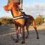 EzyDog Convert Trail-Ready Dog Harness EzyDog Convert Trail-Ready Dog Harness