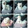 BLOBLO Dog Car Seat Pet Booster Seat Pet Travel Safety Car Seat Dog Bed for Car with Storage Pocket