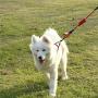 POPI Dog Harness Durable and Flexible Step in Chest Strap Adjustable Outdoor Activities Pet Vest Pet Harness for Dogs Easy Control for Small Medium Large Dogs