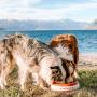 Torus Pet Water Bowl | 2-Liter | Fresh Filtered Water | Healthy & Hygienic Pet Bowl | for Small, Medium, Large Dogs, Cats & Other Pets