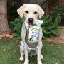 Green Butterfly Brands Organic Grain Free Dog Treats – Made in USA Only – All Natural, Meaty Beef Sticks – Premium Slow Roasted American Beef – Grass Fed, Farm Raised – Crunchy Training Treat 8 Ounces