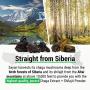 Sayan Siberian Chaga Mushroom Extract with Shilajit Powder 4Oz/113g –Powerful Antioxidant Fulvic Acid Supplement –Immune System Health Booster, Inflammation Reduction