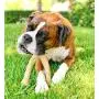 Pet Qwerks Wish BarkBone - For Aggressive Chewers| Made in USA Pet Qwerks Wish BarkBone - For Aggressive Chewers| Made in USA