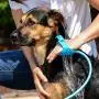 Aquapaw Pet Bathing Tool | Pet Shower Sprayer & Scrubber in-One, Shower Bath Tub & Outdoor Garden Hose Compatible, Dog Cat Horse Grooming