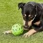 JW Pet Dog Ball