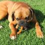 Pawstruck Bully Stick Rings - Natural Bulk Dog Dental Treats & Healthy Chew, Best Thick Low-Odor Pizzle Stix, Free Range & Grass Fed Beef