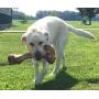K9 Connoisseur Single Ingredient Dog Bones Made in USA for Large Breed Aggressive Chewers All Natural Long Lasting Meaty Marrow Filled Bone Chew Treat Best for Dogs Over 50 Pounds