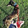 Himalayan Pet Supply Doddle | Retractable Leash and Collar in One | Fear Free | Medium | 13-17" Neck