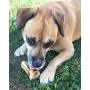 K9 Connoisseur Single Ingredient Dog Bones Made in USA Natural Marrow Filled Bone Chew Treats for Small Medium Breed Aggressive Chewers Dogs Who Struggle with Boredom Best Up to 50 Pounds K9 Connoisseur Single Ingredient Dog Bones Made in USA Natural Marrow Filled Bone Chew Treats for Small Medium Breed Aggressive Chewers Dogs Who Struggle with Boredom Best Up to 50 Pounds