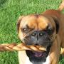 Pawstruck 5" Braided Bully Sticks for Dogs - Natural Bulk Dog Dental Treats & Healthy Chews, Chemical Free, 5 inch Best Low Odor Pizzle Stix