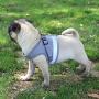 Feiky Dog Harness No-Pull Pet Harness Adjustable Reflective Outdoor Pet Vest and Dog Leash Easy Control for Small Medium Dog or Cat Feiky Dog Harness No-Pull Pet Harness Adjustable Reflective Outdoor Pet Vest and Dog Leash Easy Control for Small Medium Dog or Cat