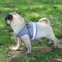 Feiky Dog Harness No-Pull Pet Harness Adjustable Reflective Outdoor Pet Vest and Dog Leash Easy Control for Small Medium Dog or Cat