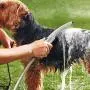 Waterpik PES-142 Pet Wand Dog Shower for Indoor-Outdoor Use, 10.5", Blue/Grey Waterpik PES-142 Pet Wand Dog Shower for Indoor-Outdoor Use, 10.5", Blue/Grey