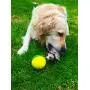 Weazel Ball Motorized Ball Pet Toy