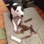 Pawstruck Bully Stick Springs for Dogs - Natural Bulk Dog Dental Treats & Healthy Chew, Best Thick Low-Odor Pizzle Stix Spirals, Free Range & Grass Fed Beef