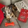 Stella & Chewys Freeze-Dried Raw Single Ingredient Treats