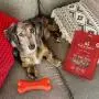 Stella & Chewys Freeze-Dried Raw Single Ingredient Treats