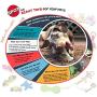 SPOT Ethical Pet Interactive Seek-A-Treat Shuffle Bone Toy Puzzle That Will Improve Your Dogs IQ, Specially Designed for Training Treats